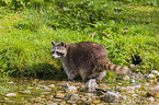 raccoon