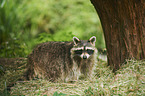 racoon