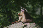 northern raccoon