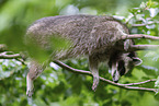 Raccoon on branch