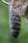 raccoon