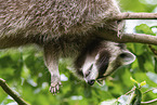 Raccoon on branch