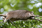 Raccoon on branch