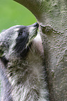 raccoon