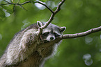 Raccoon on branch