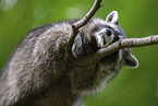 Raccoon on branch