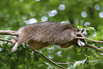Raccoon on branch