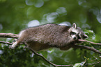 Raccoon on branch