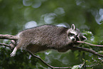 Raccoon on branch