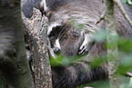 Raccoon on branch