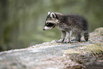 young raccoon