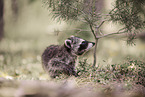 young raccoon