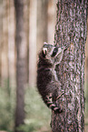 young raccoon