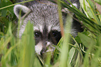 raccoon