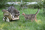 northern raccoon and cat