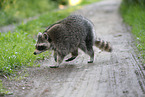 northern raccoon