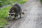 northern raccoon