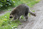northern raccoon
