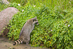 northern raccoon