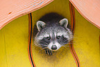 northern raccoon