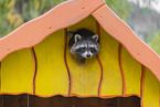 northern raccoon