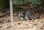 northern raccoon