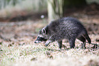 northern raccoon