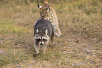 Raccoon and Lynx