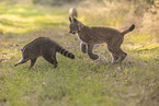Raccoon and Lynx