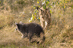 Raccoon and Lynx