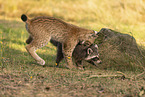 Raccoon and Lynx