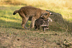 Raccoon and Lynx