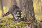 Raccoon