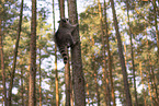 Raccoon and Lynx