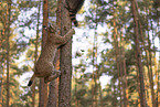 Raccoon and Lynx