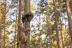 Raccoon and Lynx