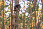Raccoon and Lynx