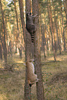 Raccoon and Lynx
