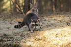 Raccoon and Lynx