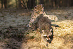 Raccoon and Lynx
