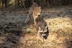 Raccoon and Lynx