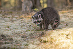 Raccoon and Lynx