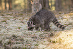 Raccoon and Lynx