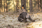 Raccoon and Lynx