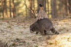 Raccoon and Lynx
