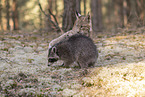 Raccoon and Lynx