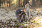 Raccoon and Lynx