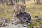 Raccoon and Lynx