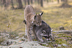 Raccoon and Lynx