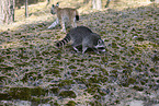 Raccoon and Lynx
